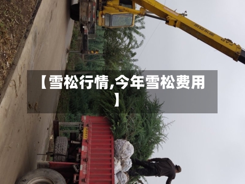 【雪松行情,今年雪松费用】