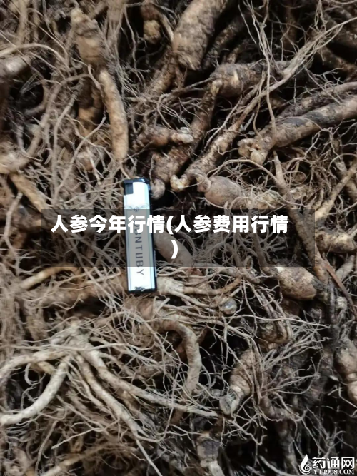 人参今年行情(人参费用行情)-第3张图片