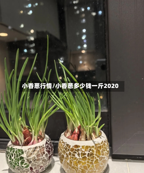 小香葱行情/小香葱多少钱一斤2020