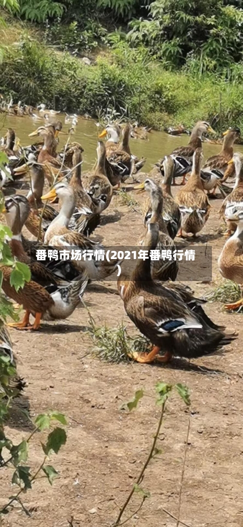 番鸭市场行情(2021年番鸭行情)