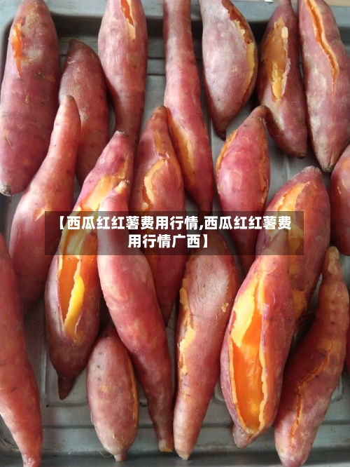 【西瓜红红薯费用行情,西瓜红红薯费用行情广西】