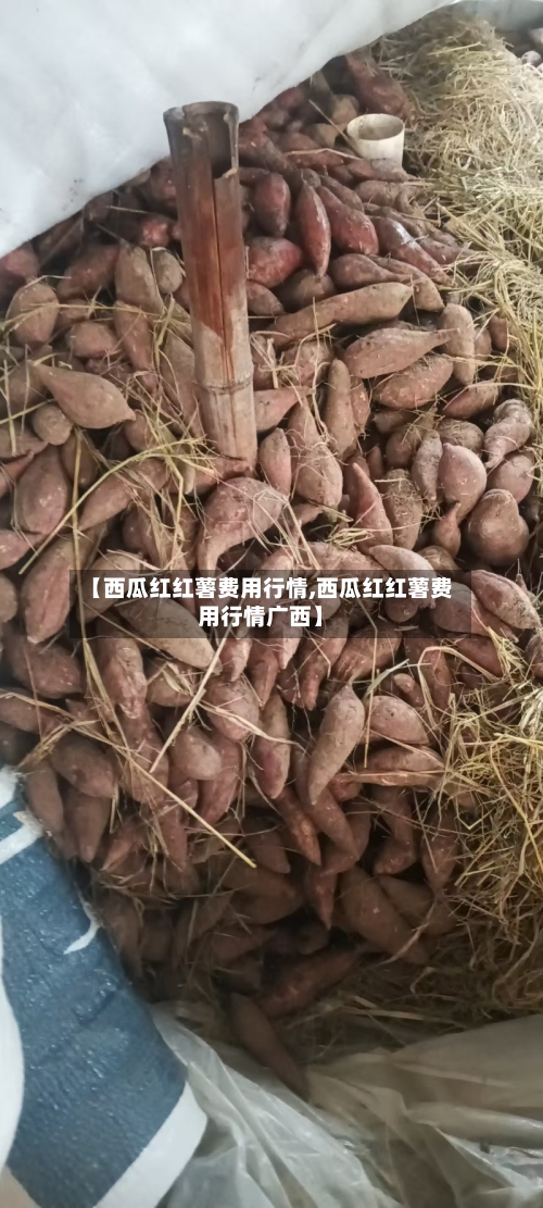 【西瓜红红薯费用行情,西瓜红红薯费用行情广西】-第3张图片
