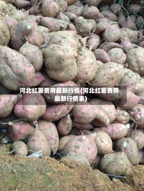 河北红薯费用最新行情(河北红薯费用最新行情表)-第2张图片