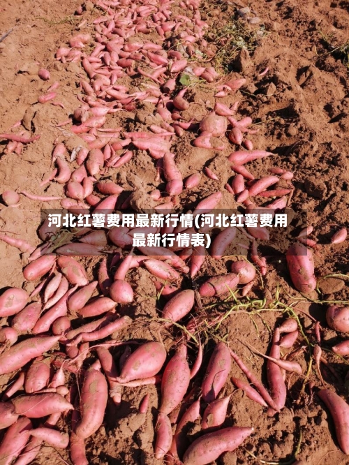 河北红薯费用最新行情(河北红薯费用最新行情表)