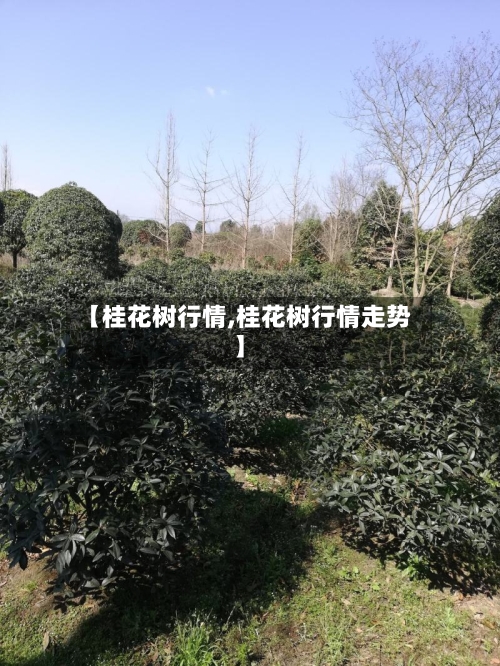 【桂花树行情,桂花树行情走势】-第2张图片