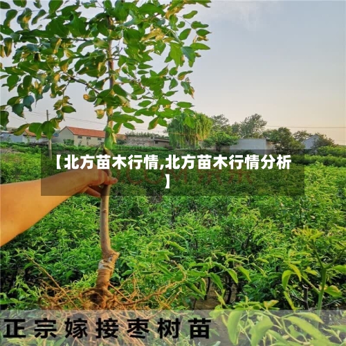【北方苗木行情,北方苗木行情分析】