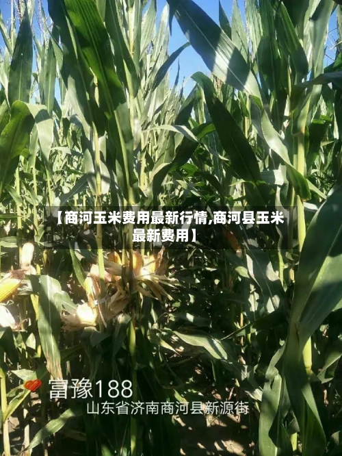 【商河玉米费用最新行情,商河县玉米最新费用】-第3张图片