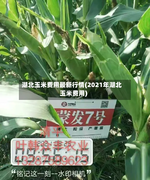 湖北玉米费用最新行情(2021年湖北玉米费用)
