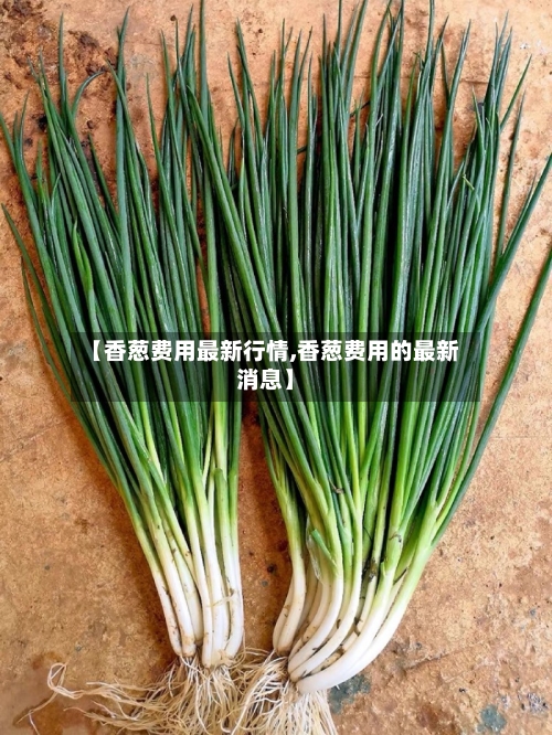 【香葱费用最新行情,香葱费用的最新消息】-第3张图片