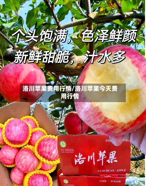 洛川苹果费用行情/洛川苹果今天费用行情-第2张图片