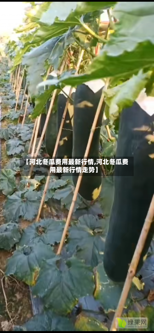 【河北冬瓜费用最新行情,河北冬瓜费用最新行情走势】
