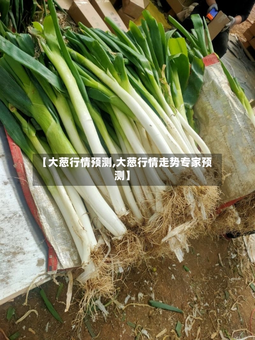 【大葱行情预测,大葱行情走势专家预测】